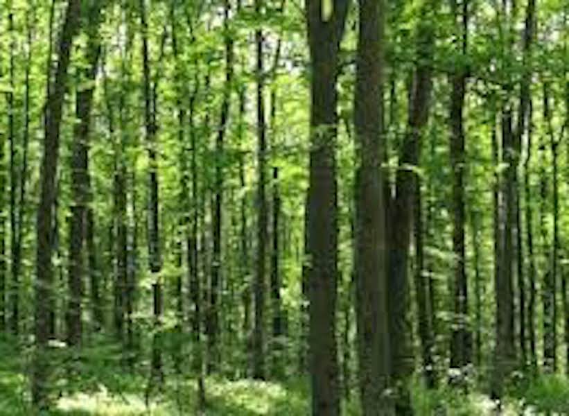 Expanding the Potential of Nigeria’s Forest Reserves THISDAYLIVE