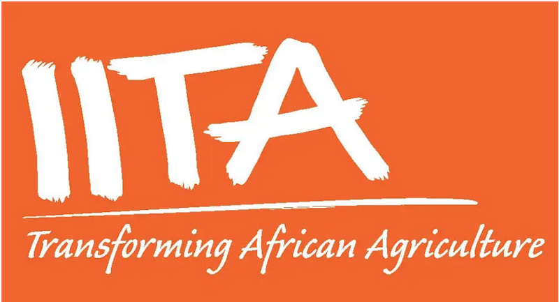 IITA Unveils New Varieties to Boost Cassava Production