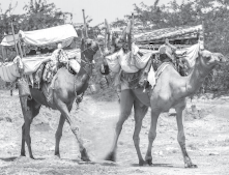 OF CAMELS AND LAND BORDERS