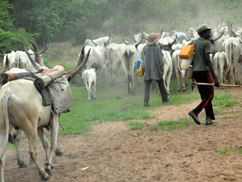 Expose Criminal Herders in Ekiti, Miyetti Allah Tells Members